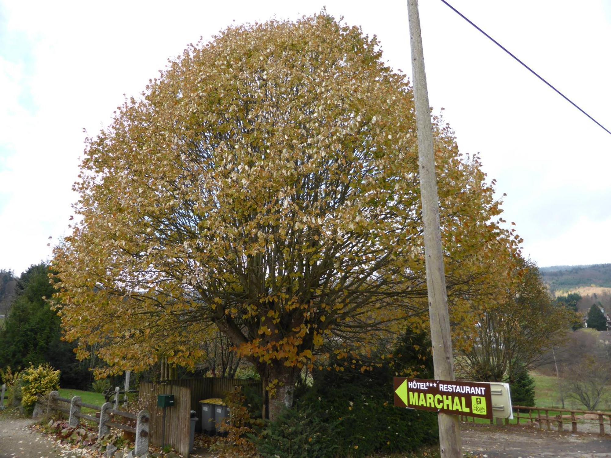 Hotel Marchal